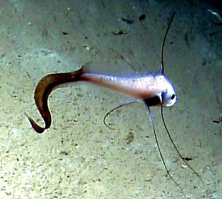 Gadomus longifilis_099871.jpg